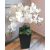 PRÉMIUM MINŐSÉGÚ ORCHIDEA  (magyar kézműves termék) ÉLETHŰ kaspó fekete kocka