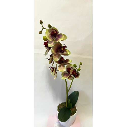 1 szálas zöld orchidea bordó középpel
