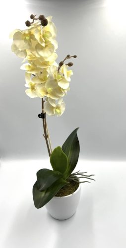 Orchidea 1 szálas 2 ágú krémsárga színben