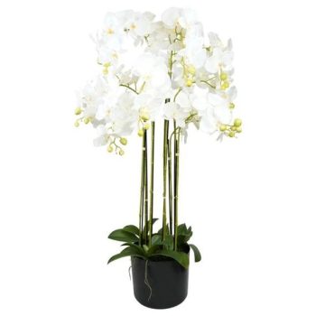 Selyemvirág Lepkeorchidea 8 ágú, kaspóban 90 cm