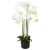 Selyemvirág Lepkeorchidea 8 ágú, kaspóban 90 cm