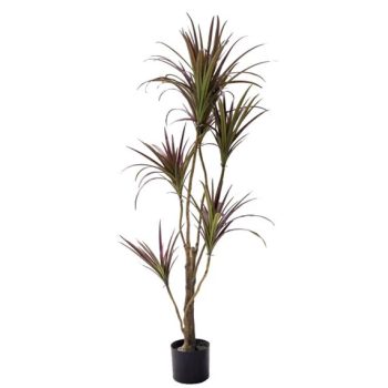 Selyemvirág dracaena cserepes 165cm