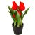 Cserepes tulipán gumi 5v. M23cm