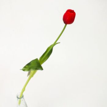   Tulipán Művirág 1 szálas 40cm #piros Gumi (az ár 1 db ra vonatkozik)
