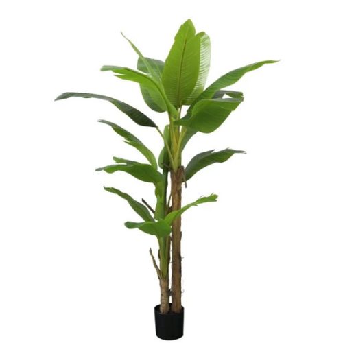 Selyemvirág banánfa 20 levéllel, cserepes 200 cm