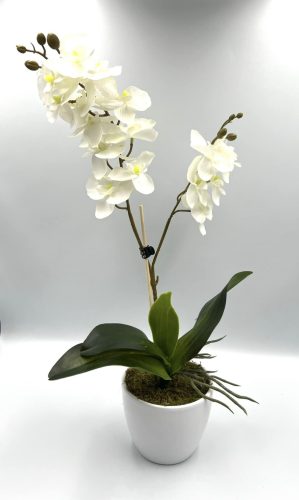 Orchidea 1 szálas 2 ágú fehér