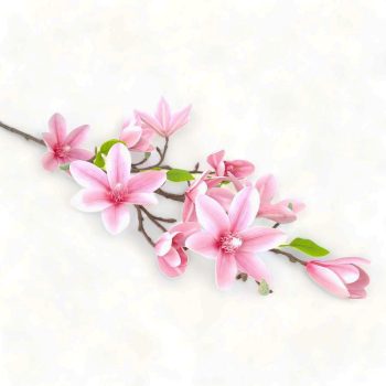 Magnólia ág gumi M80cm