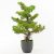 Selyemvirág bonsai cserépben 68 cm