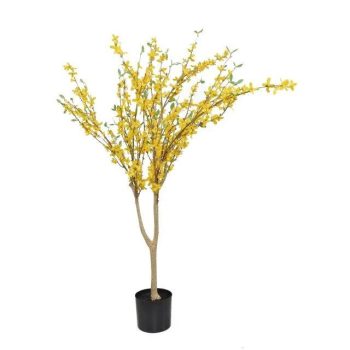 Selyemvirág aranyvessző bokor 120 cm