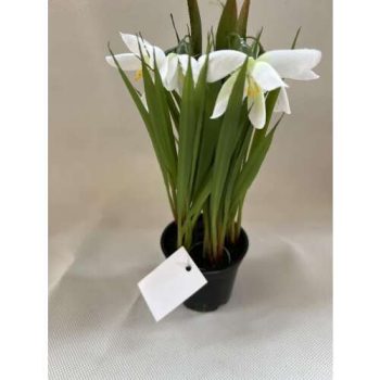 Cserepes hóvirág -mű 20 cm