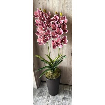   Különleges orchidea padlóvázában bronz kaspóval élénk színű orchidea kedvelők