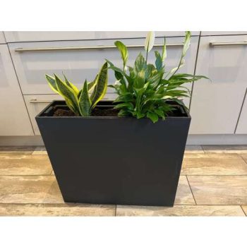   Kül és beltéri kaspó téglalap alakú-fekete színű,A növény nem tartozéka a terméknek csak a kaspó!