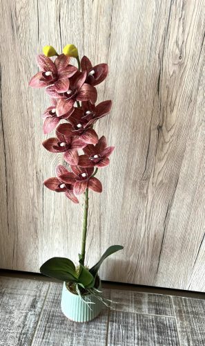 Különleges színű orchidea kerámia kaspóban