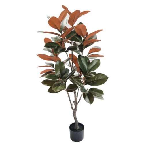 Selyemvirág Magnolia Grandiflora cserepes 120 cm