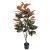 Selyemvirág Magnolia Grandiflora cserepes 120 cm