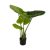Selyemvirág Colocasia cserepes 80 cm