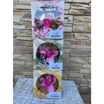   Örök orchidea ajándékdobozban – választható felirattal az ár 1 db vonatkozik!