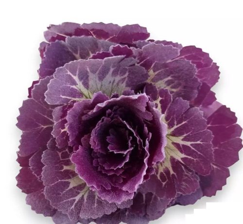 Mű díszkáposzta szál selyem 39 cm - lila